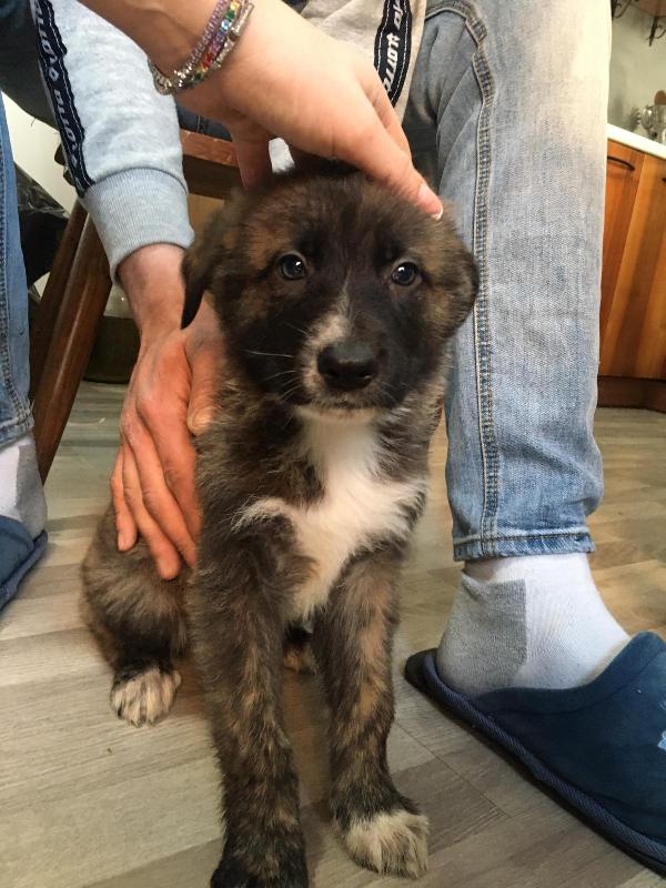 Cuccioli in adozione Foto 4