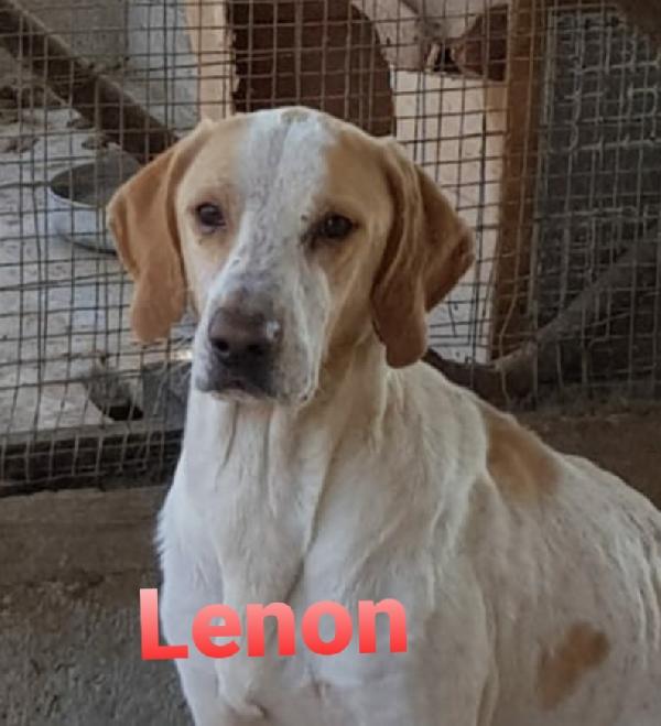 URGENTE!!! LENON SPLENDIDO SIMIL BRACCO ITALIANO  Foto 2