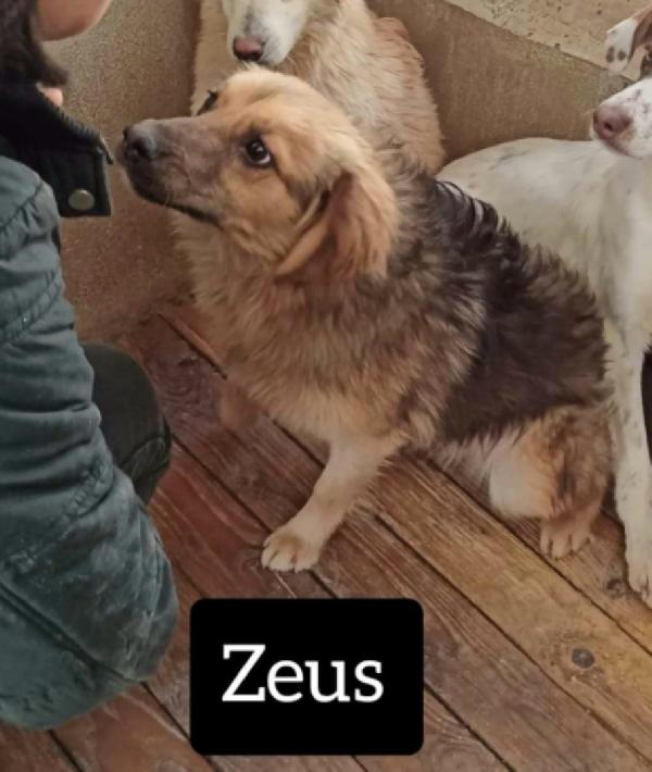 Zeus Taglia Medio Piccola 8 Mesi  10 Kg Di Peso 