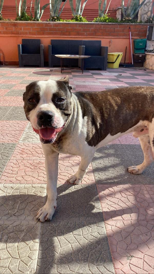 Franco Giovane Pitbull 2 Anni