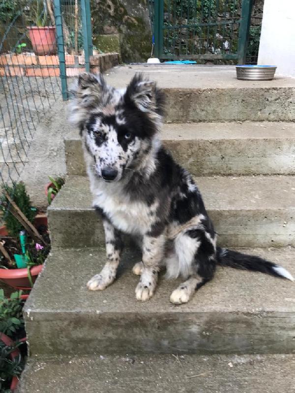 Hiro Cucciolo Simil Pastore Del Lagorai