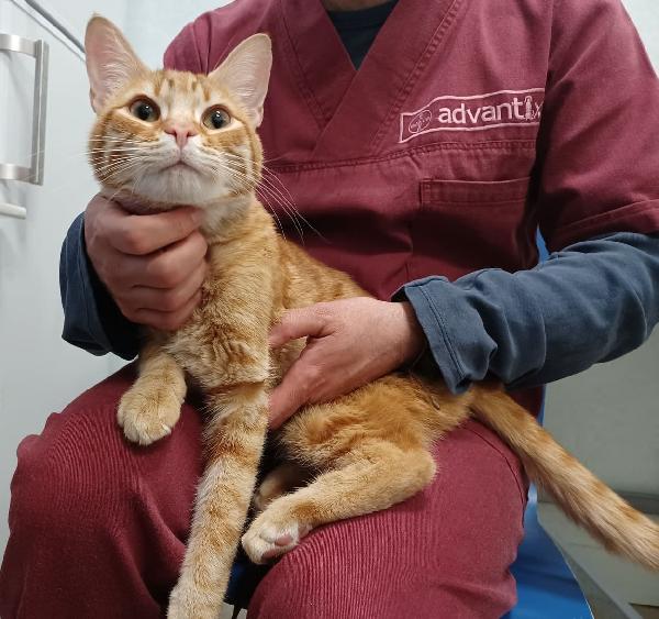 Il Tenero Elliot Cerca Una Famiglia