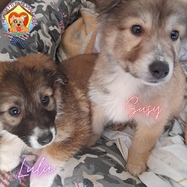 Lulù E Susy Cucciole Taglia Piccola