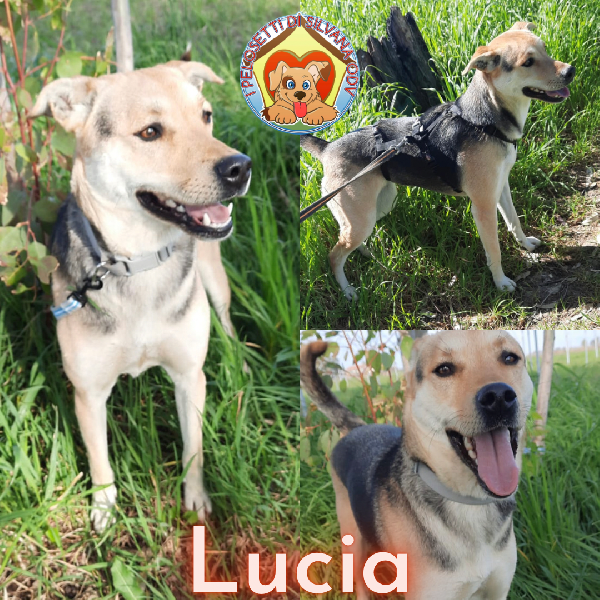 Lucia, Dolce Pastorina Di 1 Anno Cerca Casa!
