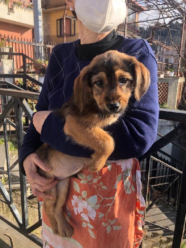 Leo Cucciolo Simil Segugio Taglia Medio Piccola