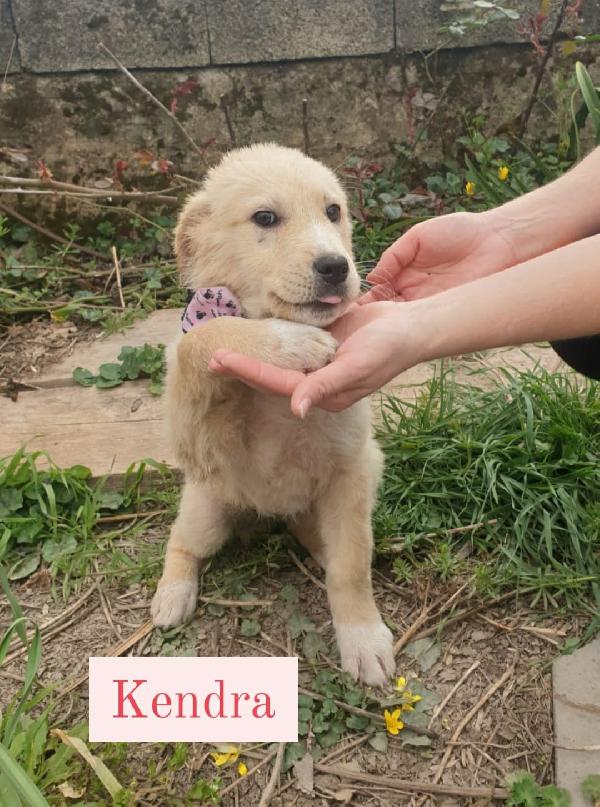 Cucciole Simil Golden Retriever/Pastore