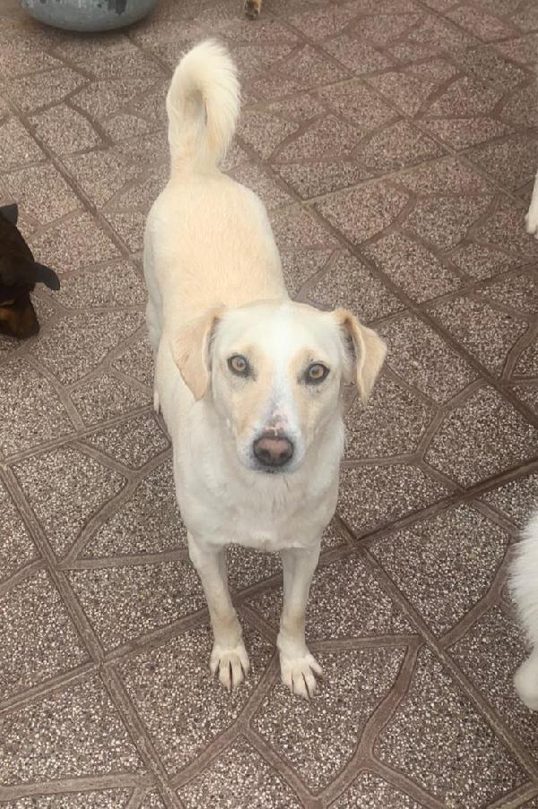 Bianchina Urgentissimo 😔