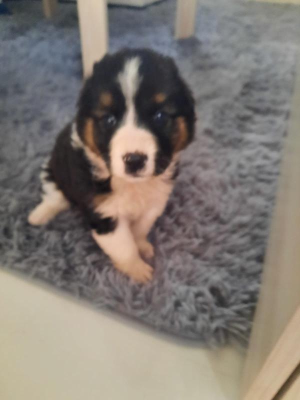 Ilary Cucciola 2 Mesi Taglia Medio Abbondante