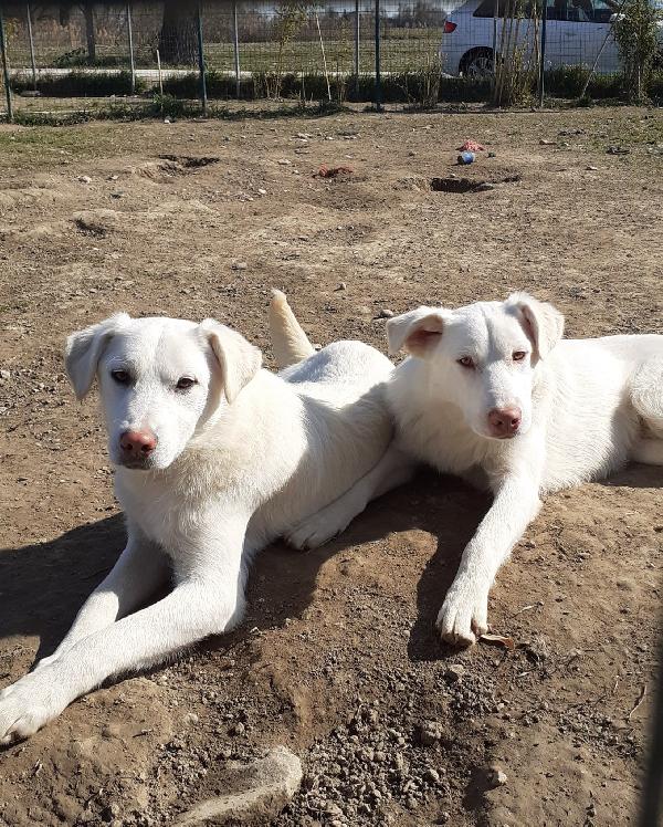 Adotta Un Cagnolino!