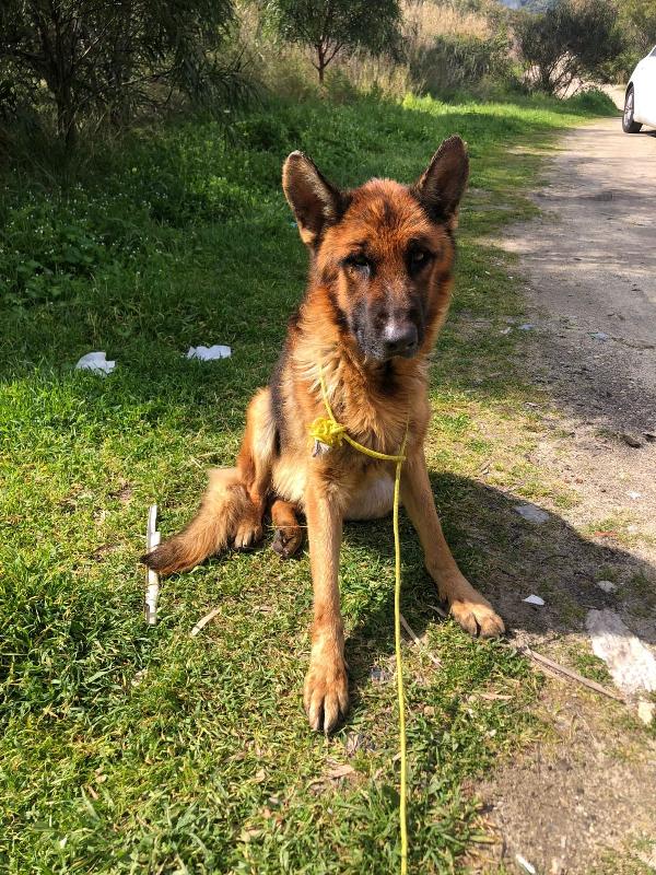 Lucky Pastore Tedesco Di 4 Anni