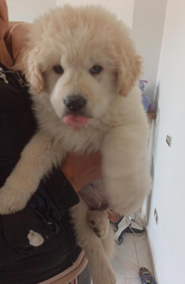 Zeus Cucciolo Simil Pastore Maremmano