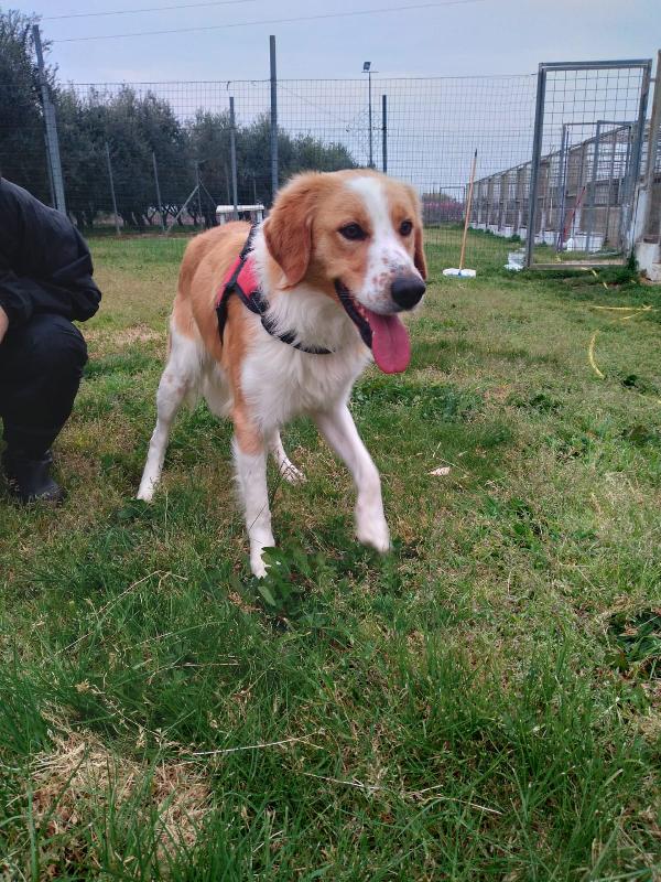 Rex - Cagnolino Di 1 Anno