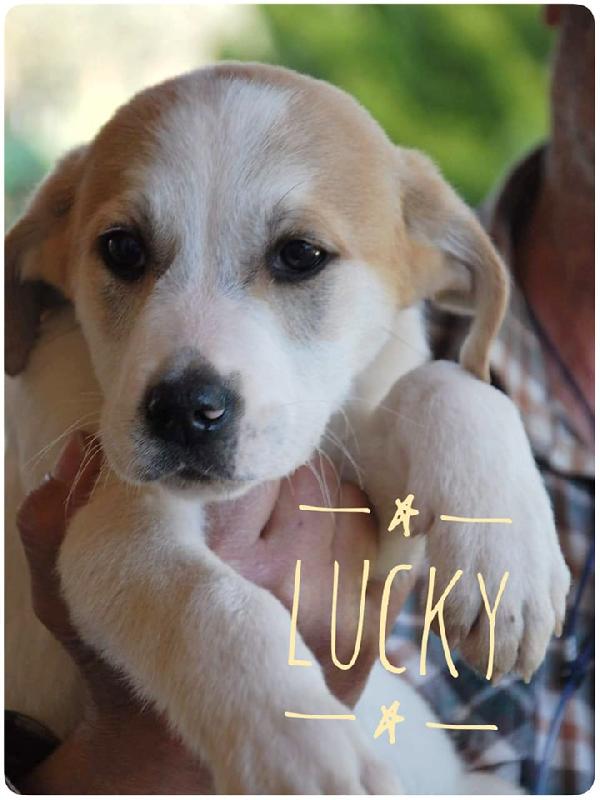 Cuccioli In Adozione