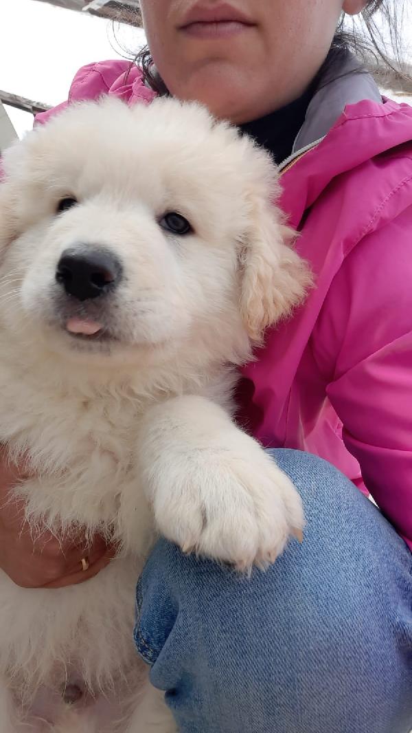 Zeus Meraviglioso Cucciolotto Simil Pastore Maremmano 