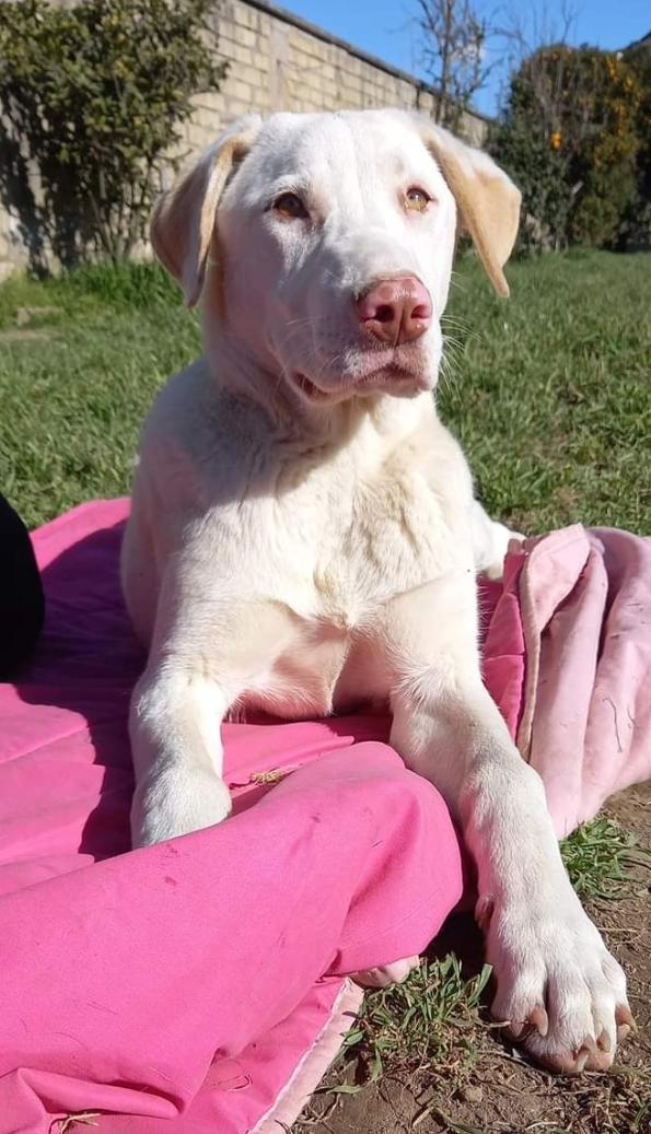 Nivea, Simil Labrador, Occhi Verdi!