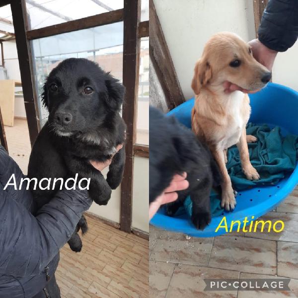 Amanda E Antimo Cuccioli Taglia Medio Piccola