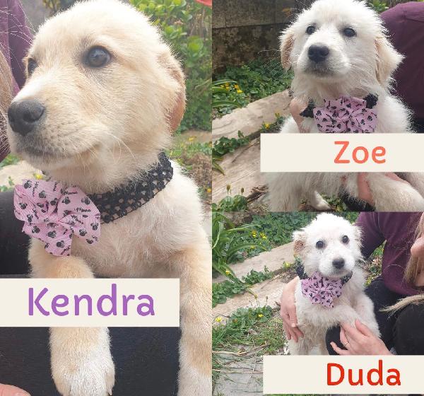 Cuccioline Mix Golden Retriever/ Pastore Maremmano