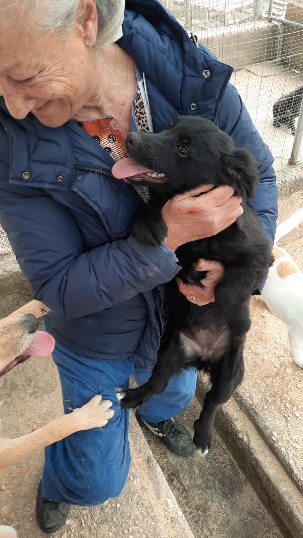 Cuccioli 7 mesi taglia medio/piccola  cercano casa  Foto 2