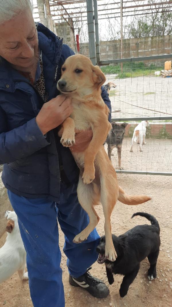 Cuccioli 7 mesi taglia medio/piccola  cercano casa  Foto 4