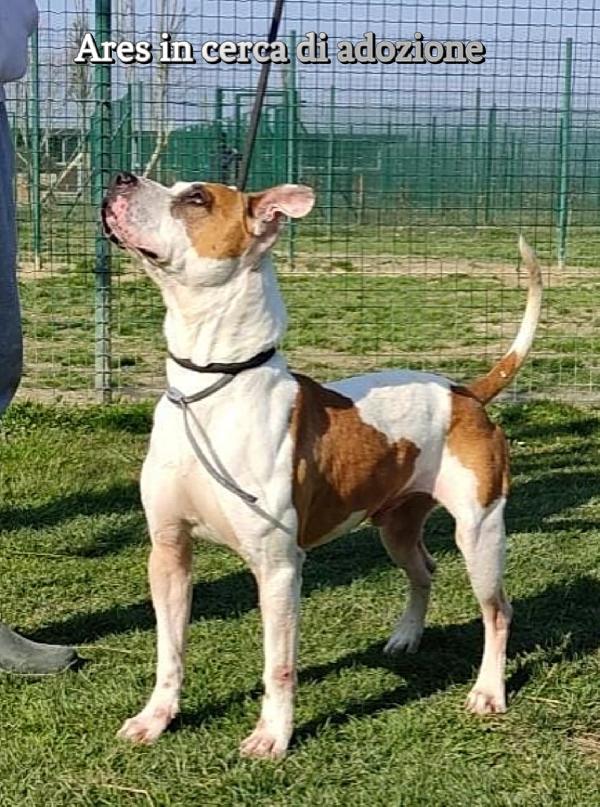 ARES PITBULL IN ADOZIONE Foto 2