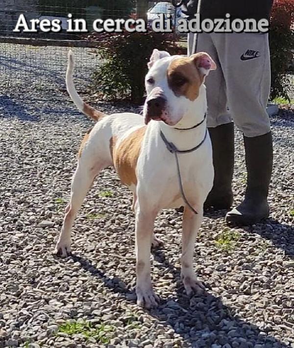 ARES PITBULL IN ADOZIONE Foto 3