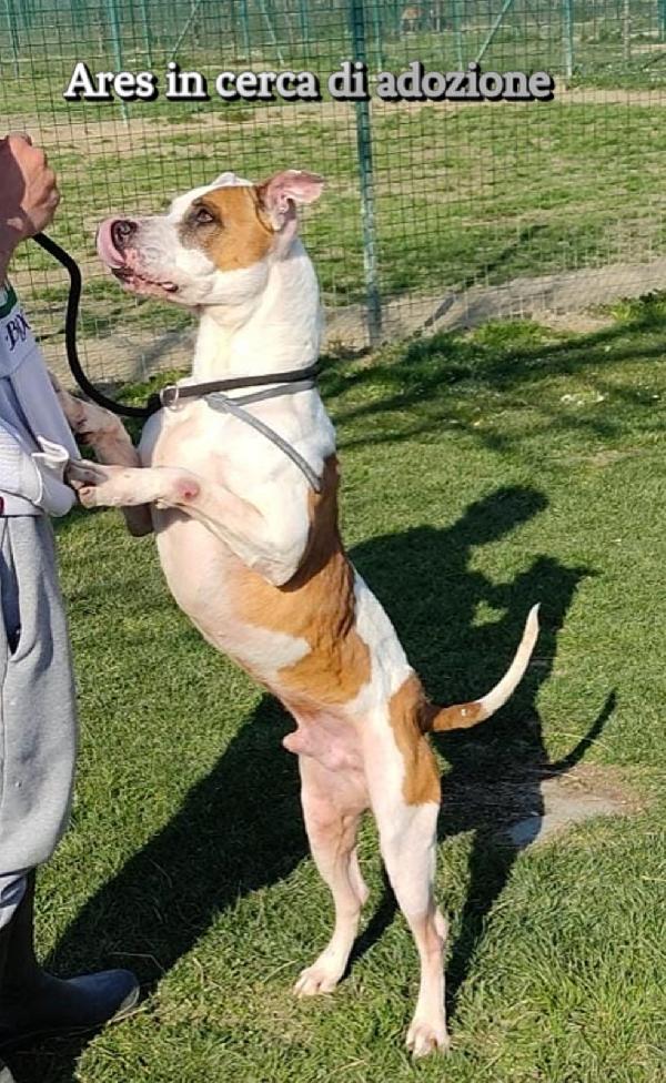 ARES PITBULL IN ADOZIONE Foto 4