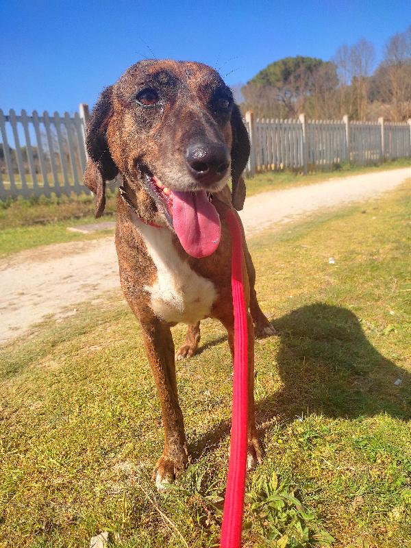 Tosca, Giovane Segugia, Cerca Casa