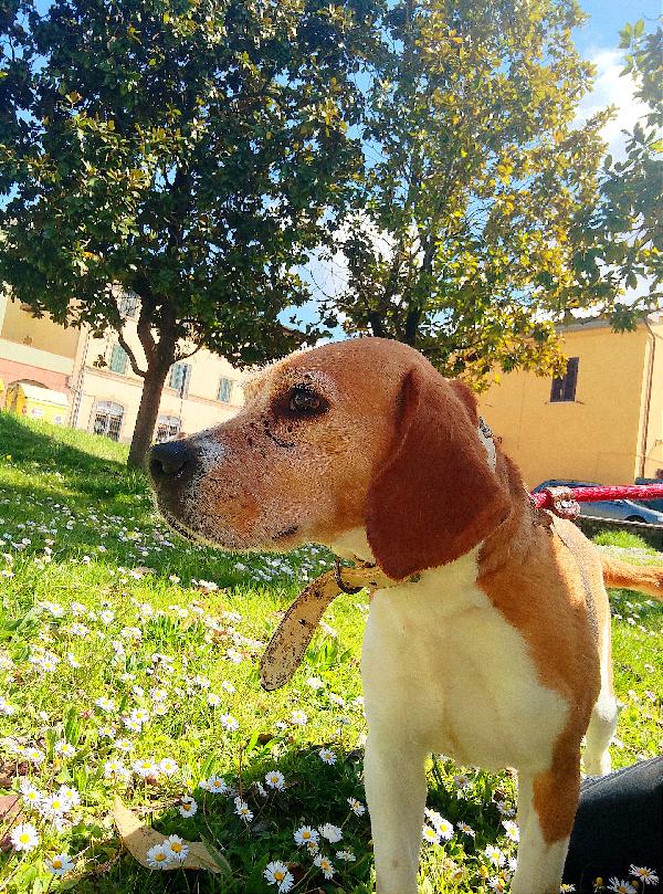 Venere, Beagle Di 6 Anni, 10 Kg
