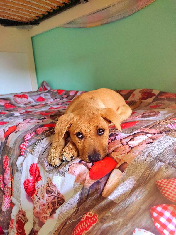 Ugo, Cucciolo Dolcissimo, Cerca Casa