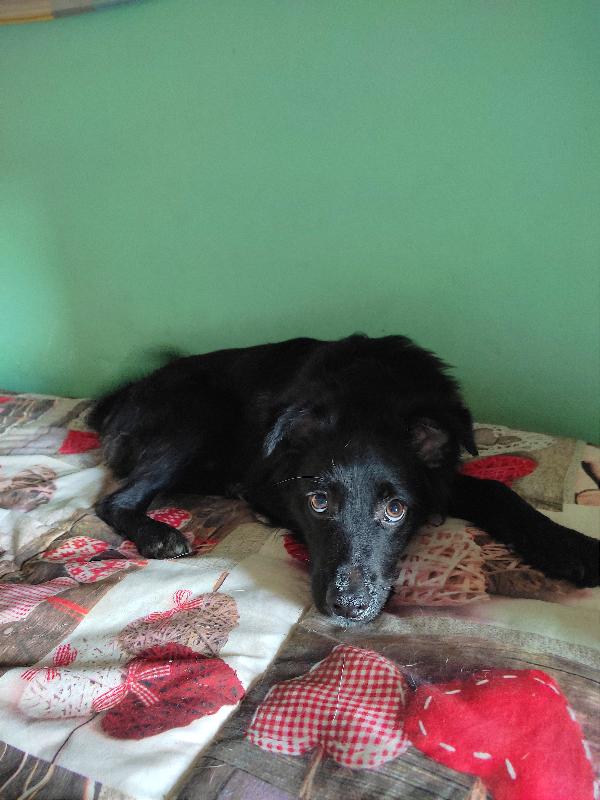 Zorro, Cucciolo Di Taglia Medio-Piccola, Cerca Casa