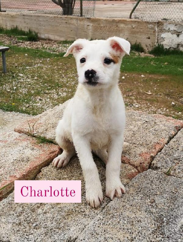 Cucciole Taglia Media