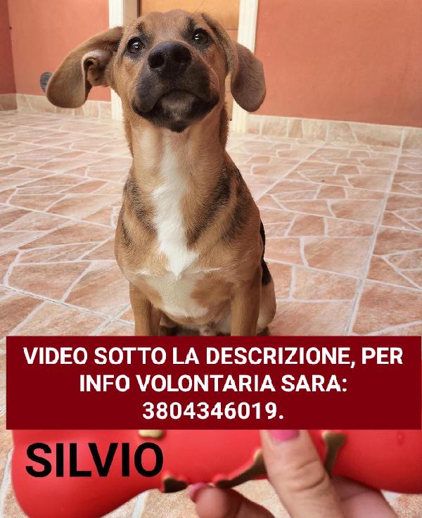 Silvio, Taglia Medio-Contenuta!