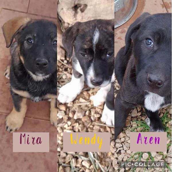 Cucciole 2 Mesi E Mezzo Taglia Grande