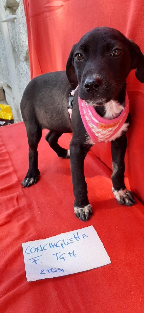 Conchiglietta Aspetta Te 