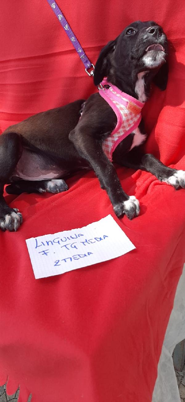 Linguina Cucciola Tre Mesi In Adozione