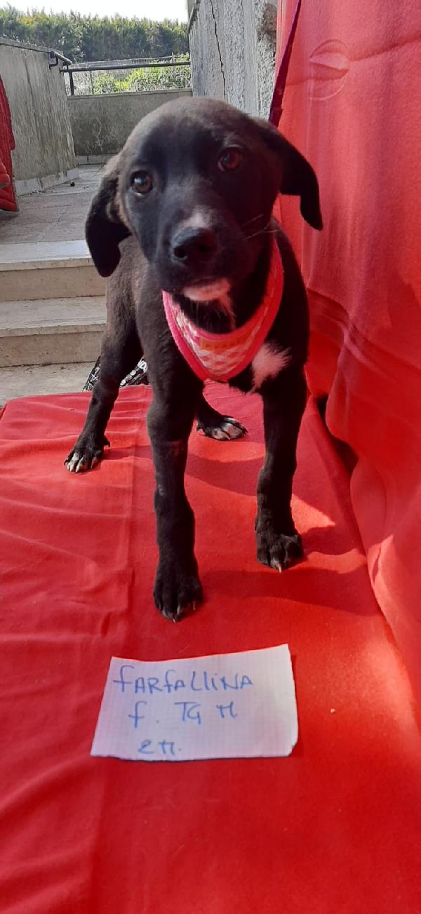 Farfallina, Tre Mesi In Adozione 