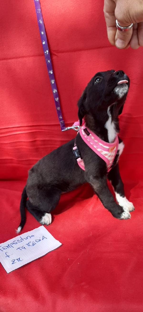 Tempestina 3 Mesi In Adozione 