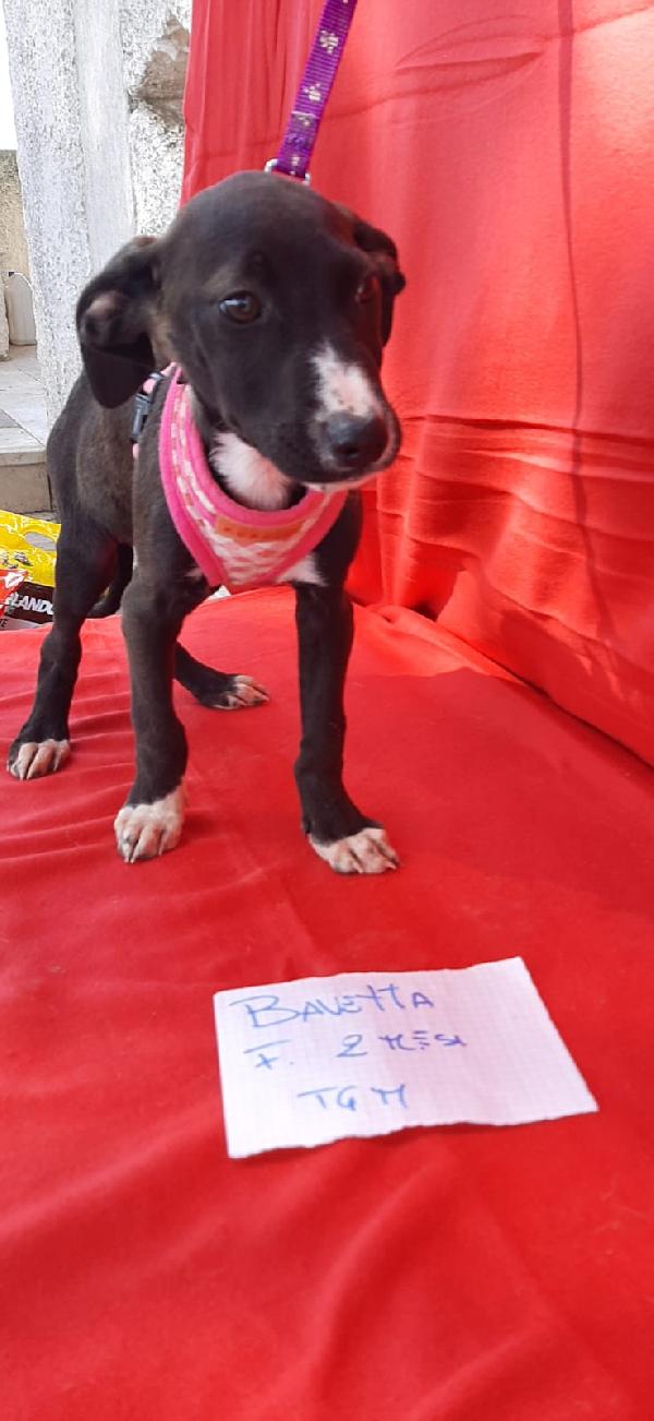 Bavetta Un Sogno Chiamato Casa 