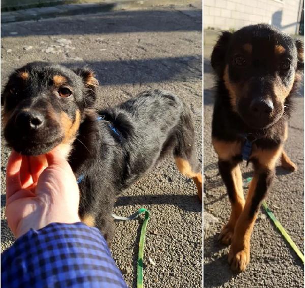 Cucciolo Bob Cerca Mamma E Papà 