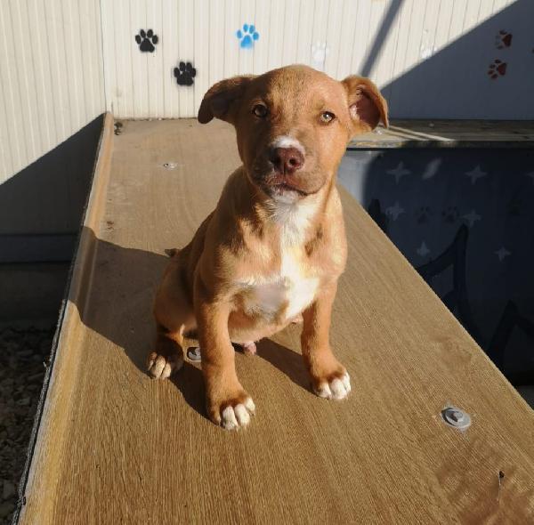 Jona Cucciolo Taglia Medio Piccola