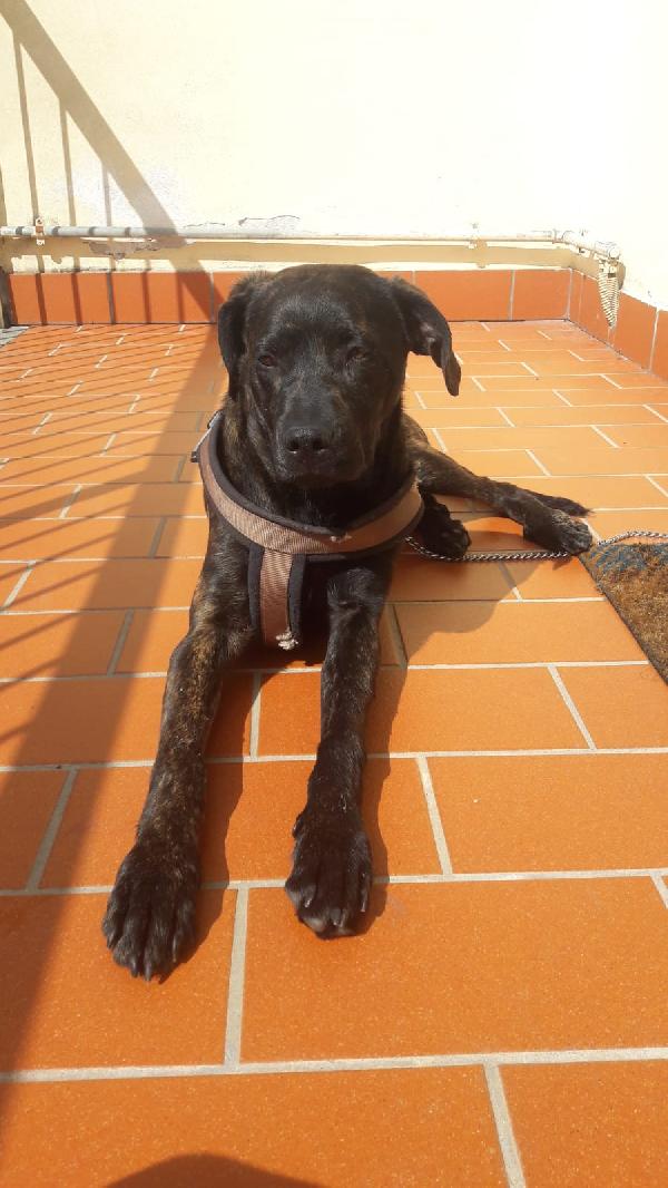 Dylan Cucciolo Taglia Media