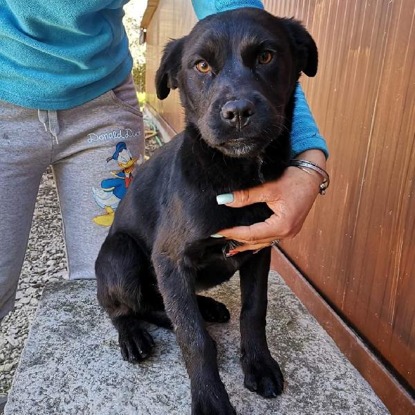 Remí Cucciola Nera 7 Mesi Taglia Media