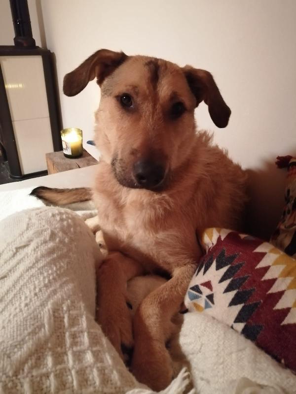 Bilbo Cucciolotto Simil Pastore Taglia Grande