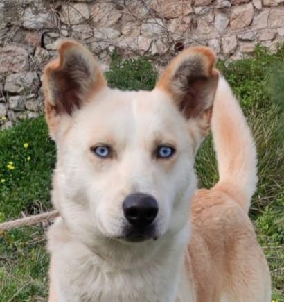 Blue Incrocio Husky Dolcissima 