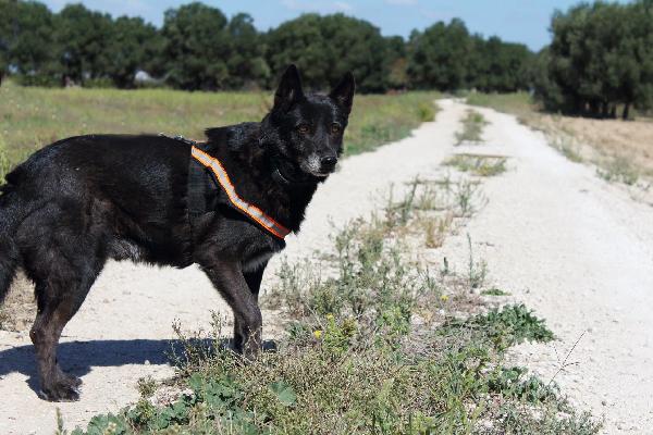 Lupin è ancora in canile  Foto 2