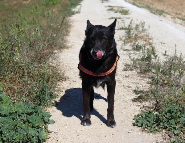 Lupin è ancora in canile  Foto 4