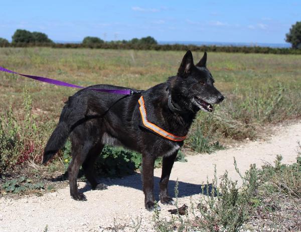 Lupin è ancora in canile  Foto 5