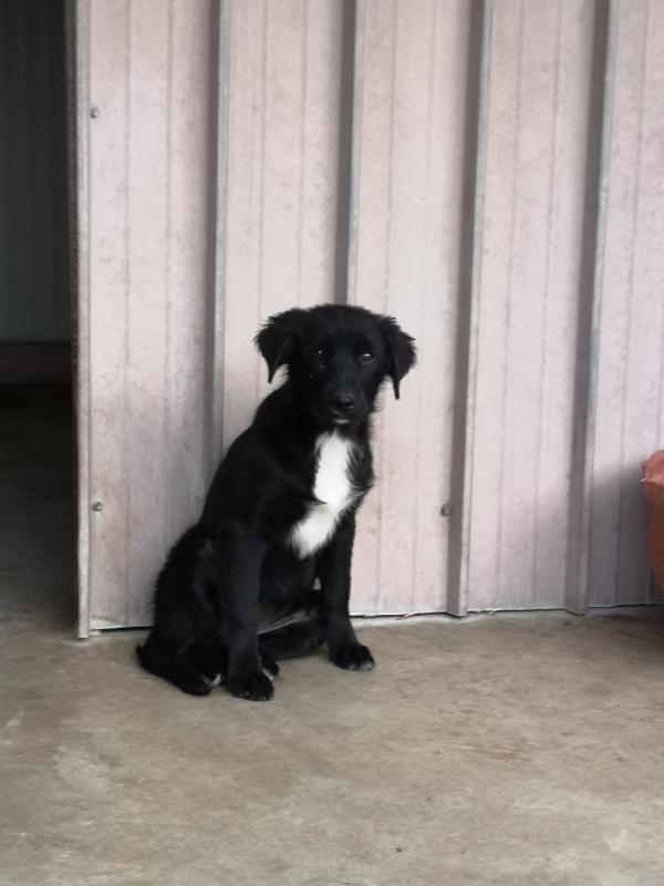 Pippi Cucciola Nera 5 Mesi Taglia Media