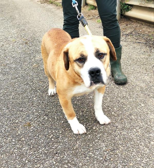 Lucio Giovane Simil Bulldog Inglese