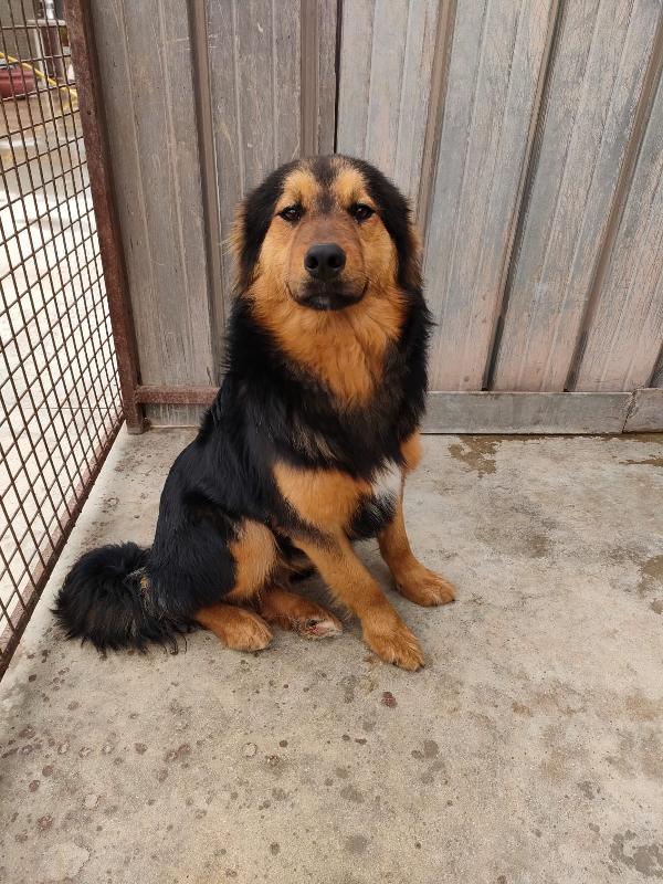 Ciro Cucciolo Simil Pastore